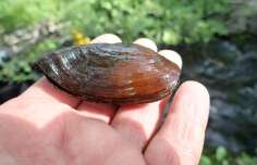Share your knowledge on freshwater pearl mussels and salmonids
