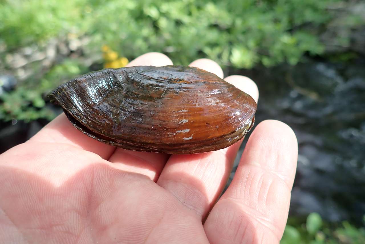 Share your knowledge on freshwater pearl mussels and salmonids INTERACT